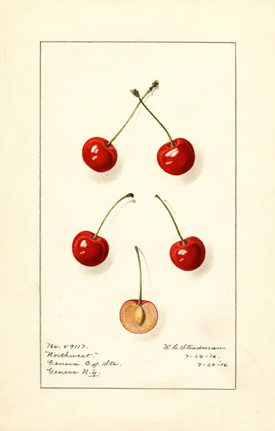 Prunus avium: Northwest by Royal Charles Steadman, 1916 — digital art print download