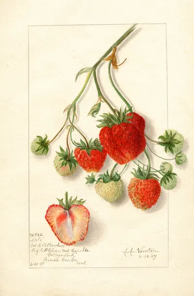 Fragaria: Dole by Amanda Almira Newton, 1907 — digital art print download