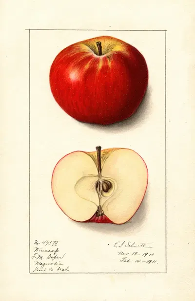 Malus domestica: Winesap by Ellen Isham Schutt, 1911 — digital art print download