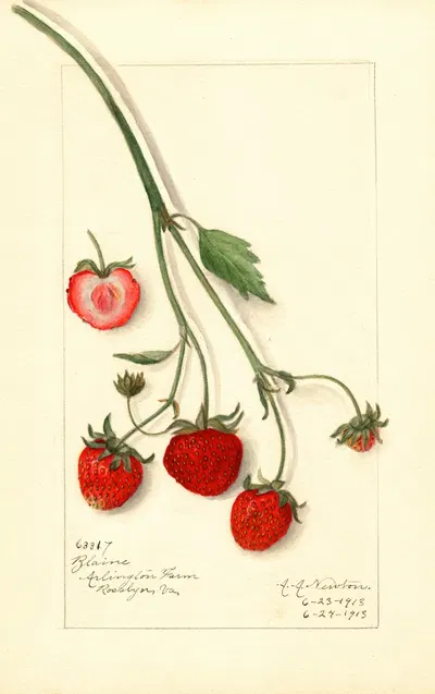 Fragaria: Blaine by Amanda Almira Newton, 1913 — digital art print download