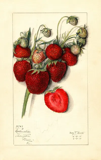 Fragaria: Columbia by Mary Daisy Arnold, 1914 — digital art print download