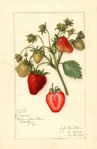 Fragaria: Corsican by Amanda Almira Newton, 1914 — digital art print download