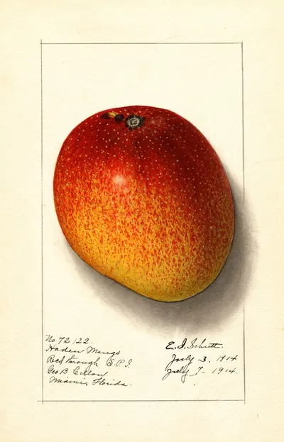 Mangifera indica: Haden by Ellen Isham Schutt, 1914 — digital art print download