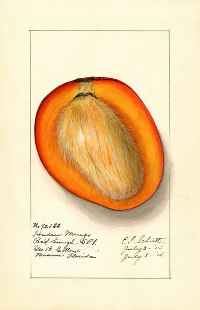 Mangifera indica: Haden by Ellen Isham Schutt, 1914 — digital art print download