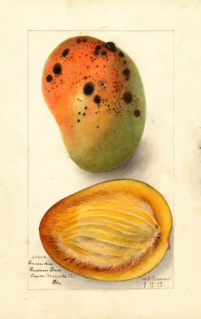 Mangifera indica: Ennuria by Deborah Griscom Passmore, 1908 — digital art print download