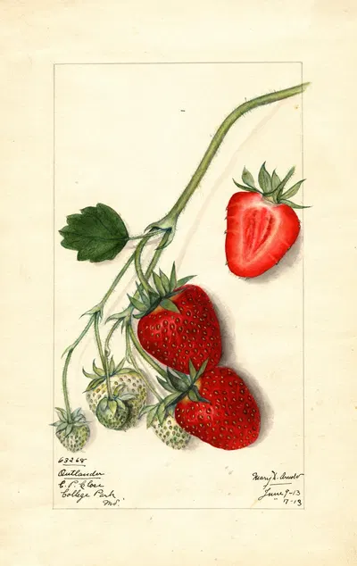 Fragaria: Outlander by Mary Daisy Arnold, 1913 — digital art print download
