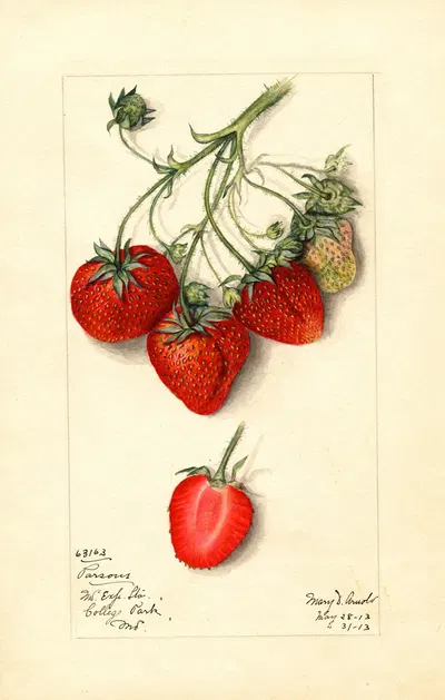 Fragaria: Parsons by Mary Daisy Arnold, 1913 — digital art print download