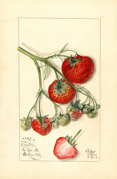 Fragaria: Wooster by Mary Daisy Arnold, 1913 — digital art print download