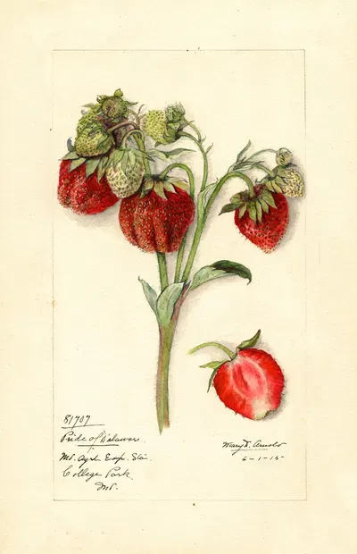 Fragaria: Pride of Delaware by Mary Daisy Arnold, 1916 — digital art print download