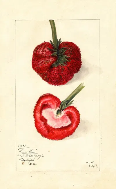 Fragaria: Princess Ena by Mary Daisy Arnold, 1912 — digital art print download