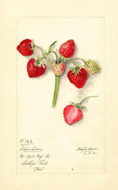 Fragaria: Silver Coin by Mary Daisy Arnold, 1915 — digital art print download