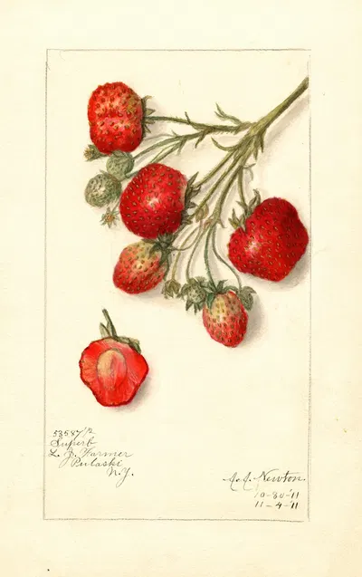 Fragaria: Superb by Amanda Almira Newton, 1911 — digital art print download