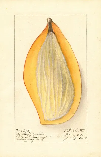 Mangifera indica: Ameeri by Ellen Isham Schutt, 1910 — digital art print download