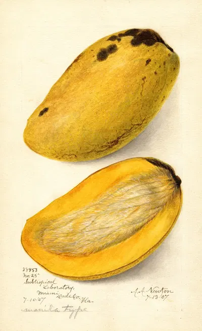 Mangifera indica: No by Amanda Almira Newton, 1907 — digital art print download