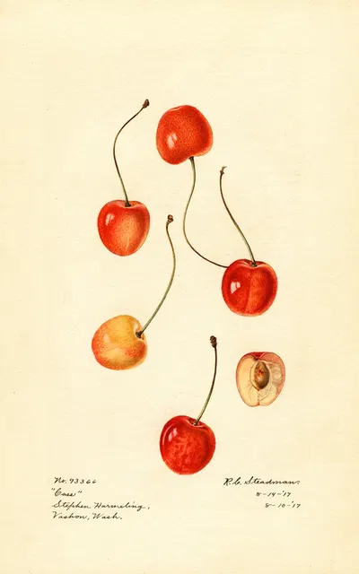 Prunus avium: Cass by Royal Charles Steadman, 1917 — digital art print download