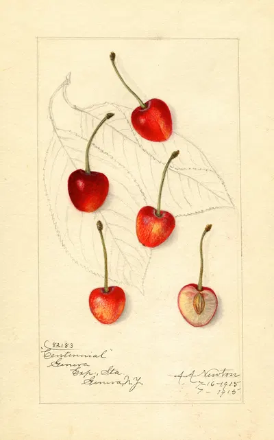 Prunus avium: Centennial by Amanda Almira Newton, 1915 — digital art print download