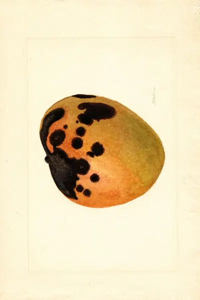 Mangifera indica by James Marion Shull, 1910 — digital art print download