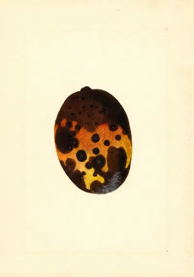 Mangifera indica: Fernandez by James Marion Shull, 1912 — digital art print download