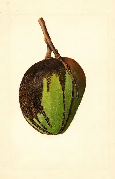 Mangifera indica: Bennett by James Marion Shull, 1912 — digital art print download