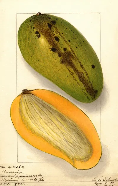 Mangifera indica: Ameeri by Ellen Isham Schutt, 1909 — digital art print download