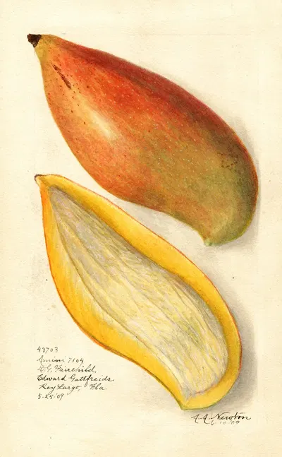 Mangifera indica: Amiri by Amanda Almira Newton, 1909 — digital art print download
