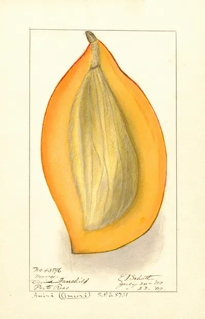 Mangifera indica: Amiri by Ellen Isham Schutt, 1909 — digital art print download