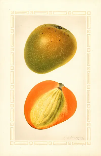 Mangifera indica: Baboony by Royal Charles Steadman, 1926 — digital art print download