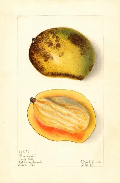 Mangifera indica: Pere Louis by Elsie E. Lower, 1910 — digital art print download