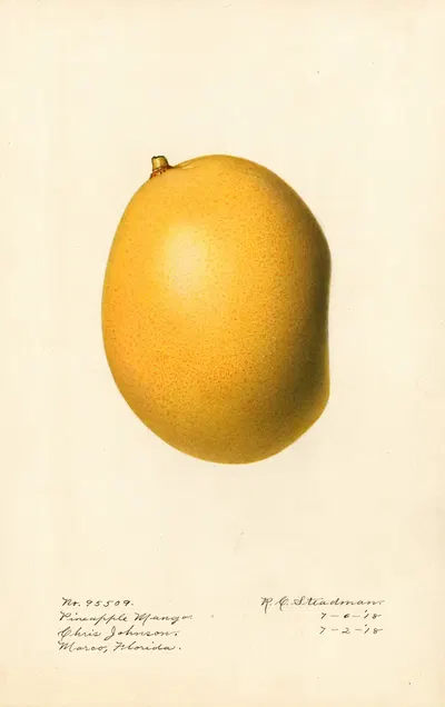 Mangifera indica: Pineapple Mango by Royal Charles Steadman, 1918 — digital art print download