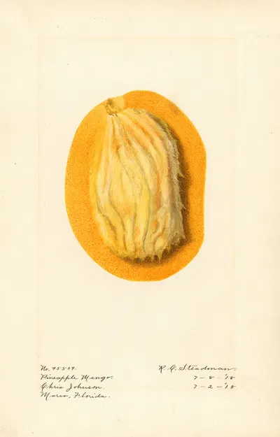 Mangifera indica: Pineapple Mango by Royal Charles Steadman, 1918 — digital art print download