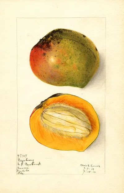 Mangifera indica: Rajabury by Elsie E. Lower, 1910 — digital art print download