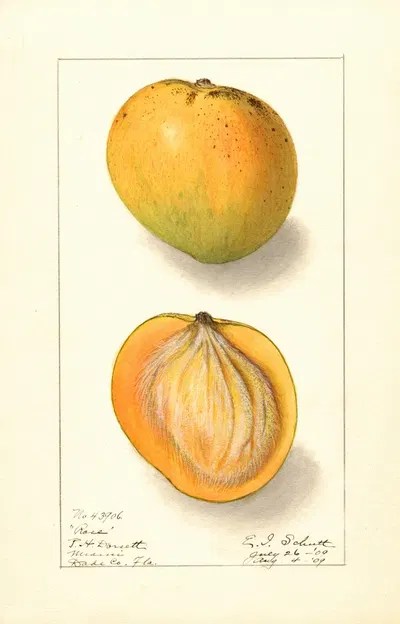 Mangifera indica: Rose by Ellen Isham Schutt, 1909 — digital art print download