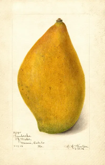 Mangifera indica: Sandersha by Amanda Almira Newton, 1906 — digital art print download