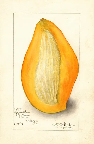 Mangifera indica: Sandersha by Amanda Almira Newton, 1906 — digital art print download