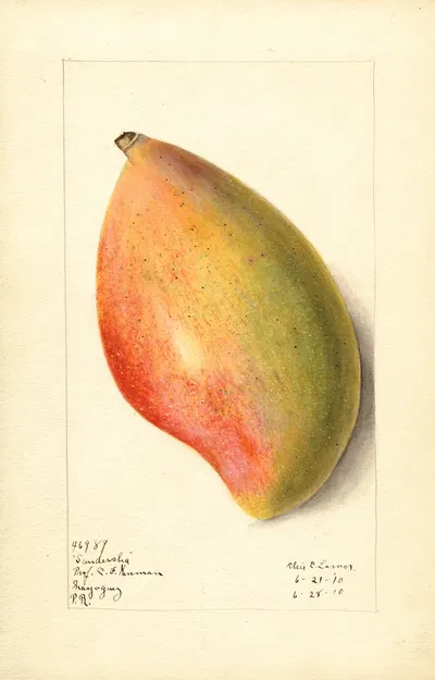 Mangifera indica: Sandersha by Elsie E. Lower, 1910 — digital art print download
