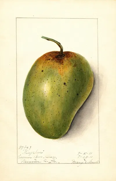 Mangifera indica: Singapur by Mary Daisy Arnold, 1911 — digital art print download
