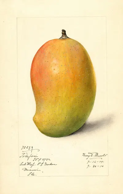 Mangifera indica: Totafari by Mary Daisy Arnold, 1914 — digital art print download