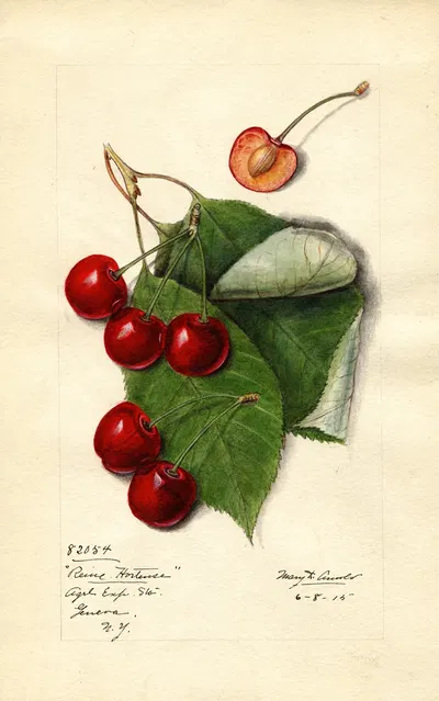 Prunus avium: Reine Hortense by Mary Daisy Arnold, 1915 — digital art print download