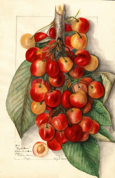 Prunus avium: Royal Anne by Mary Daisy Arnold, 1911 — digital art print download