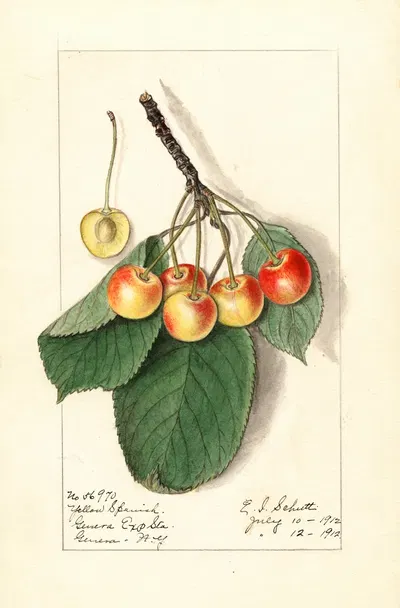 Prunus avium: Yellow Spanish by Ellen Isham Schutt, 1912 — digital art print download