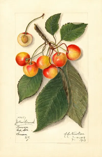 Prunus avium: Yellow Spanish by Amanda Almira Newton, 1913 — digital art print download