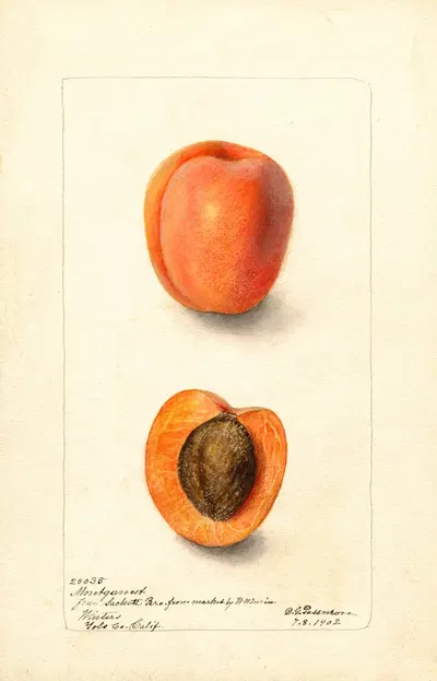 Prunus domestica: Montgamet by Deborah Griscom Passmore, 1902 — digital art print download