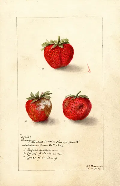 Fragaria: Gandy by Deborah Griscom Passmore, 1904 — digital art print download