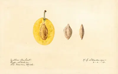 Prunus domestica: Yellow Aubert by Royal Charles Steadman, 1919 — digital art print download