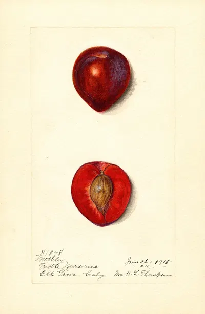 Prunus domestica: Methley by Harriet L. Thompson, 1915 — digital art print download