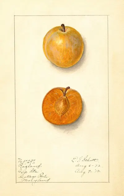 Prunus domestica: Ragland by Ellen Isham Schutt, 1912 — digital art print download