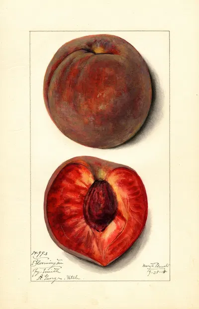 Prunus persica: Bloomington by Mary Daisy Arnold, 1914 — digital art print download