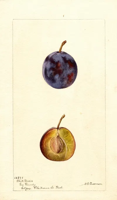 Prunus domestica: White Queen by Deborah Griscom Passmore, 1896 — digital art print download