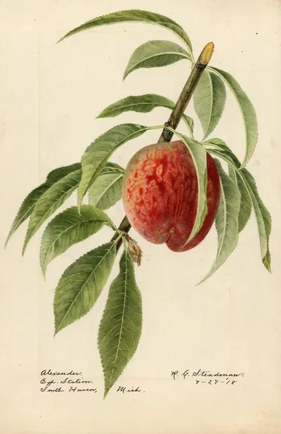 Prunus persica: Alexander by Royal Charles Steadman, 1918 — digital art print download