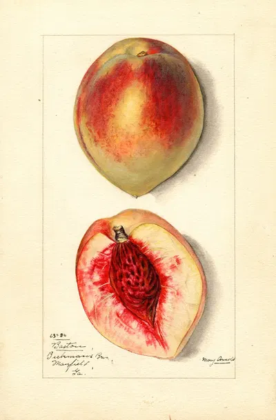 Prunus persica: Baston by Mary Daisy Arnold, 1913 — digital art print download